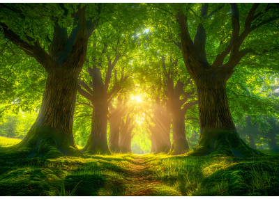 Фототапет Горска алея със слънчеви лъчи – светлина, живот и хармония